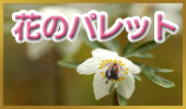 花のパレット